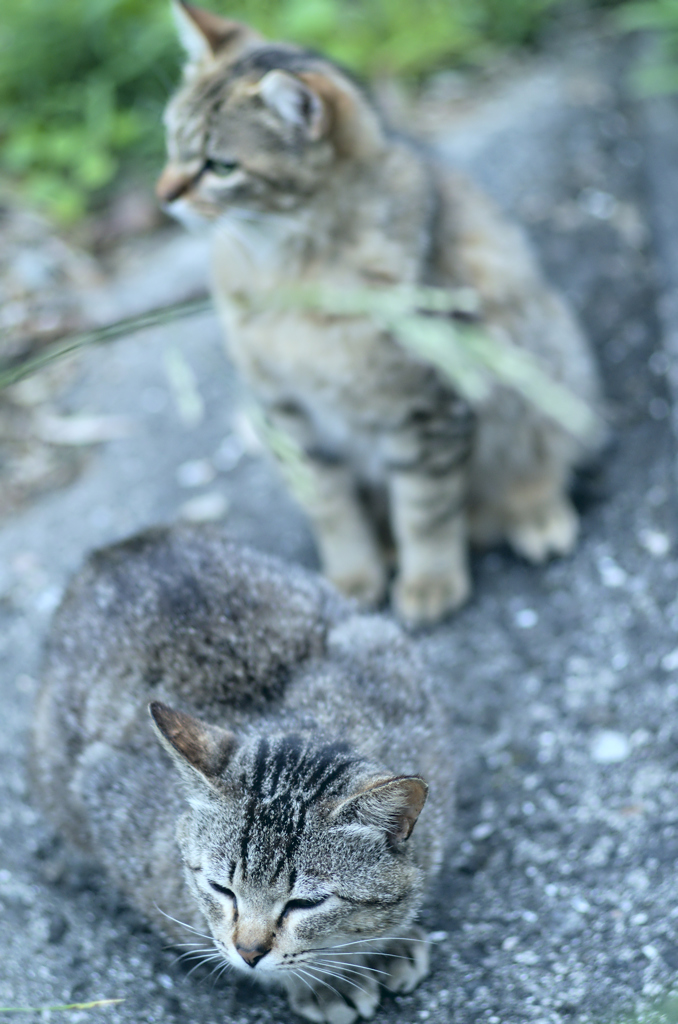 吾輩は猫である、ニャー # 237