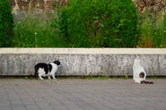 吾輩は猫である、ニャー # 694