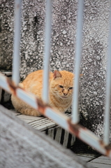 吾輩は猫である、ニャー # 889
