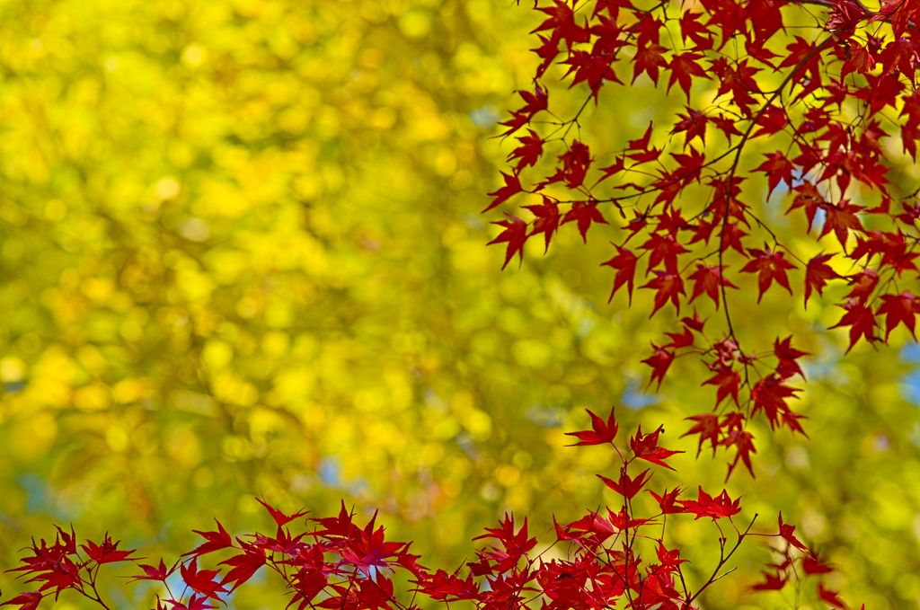 紅葉三昧 '2019
