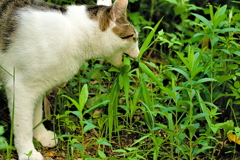 吾輩は猫である、ニャー # 607