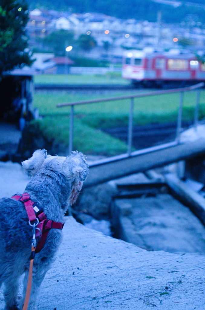 my pretty dog # 297