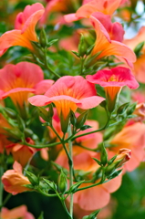 ノウゼンカズラ