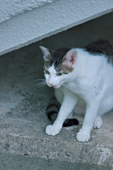 吾輩は猫である、ニャー # 531