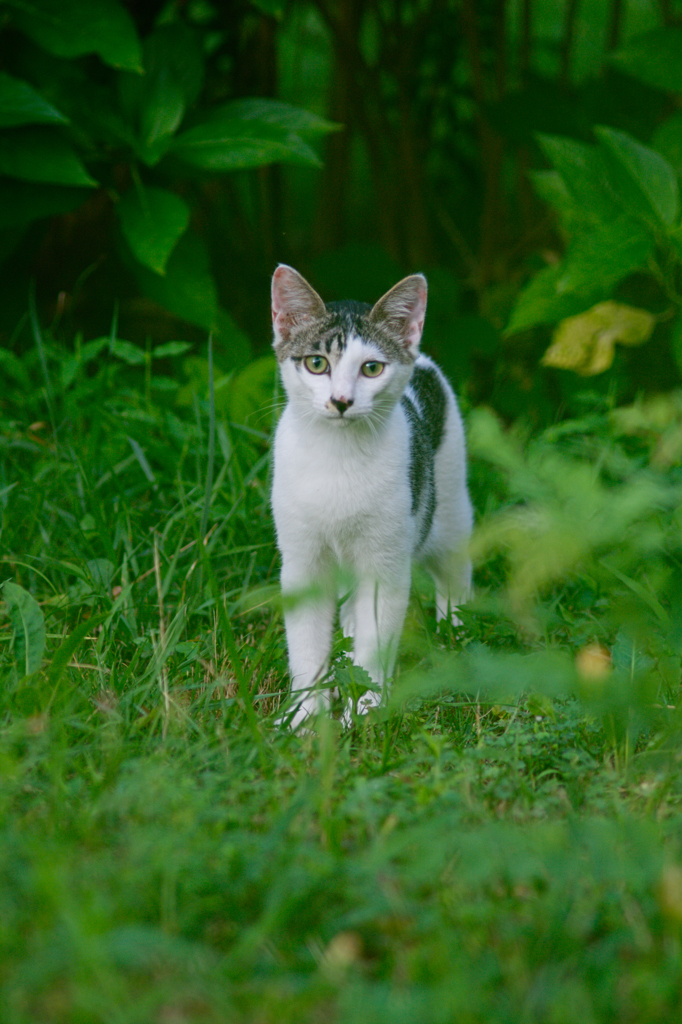 吾輩は猫である、ニャー # 469