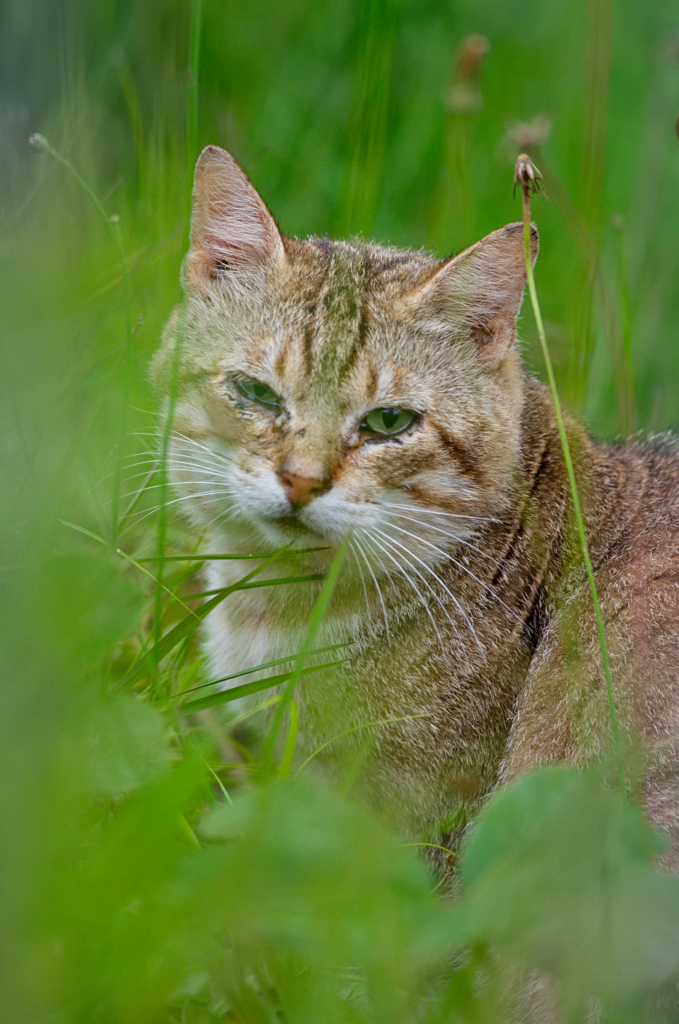 吾輩は猫である、ニャー # 306