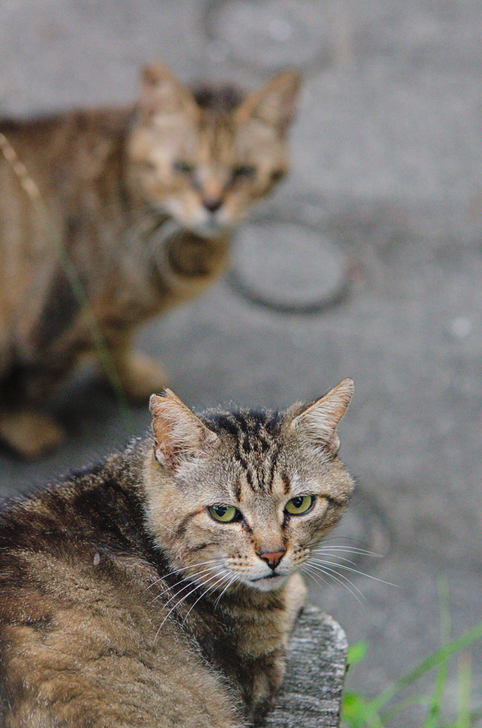 吾輩は猫である、ニャー # 392