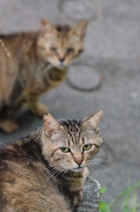 吾輩は猫である、ニャー # 392