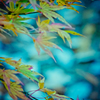 紅葉三昧　#21