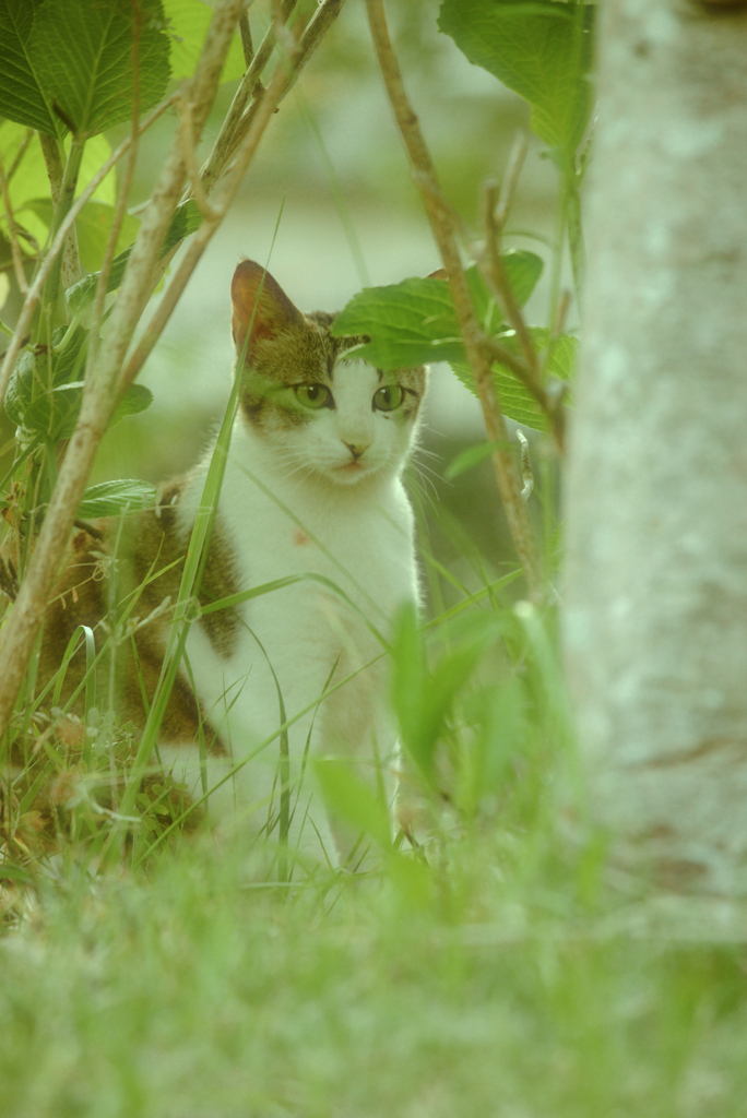 吾輩は猫である、ニャー # 1060