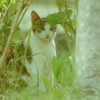 吾輩は猫である、ニャー # 1060