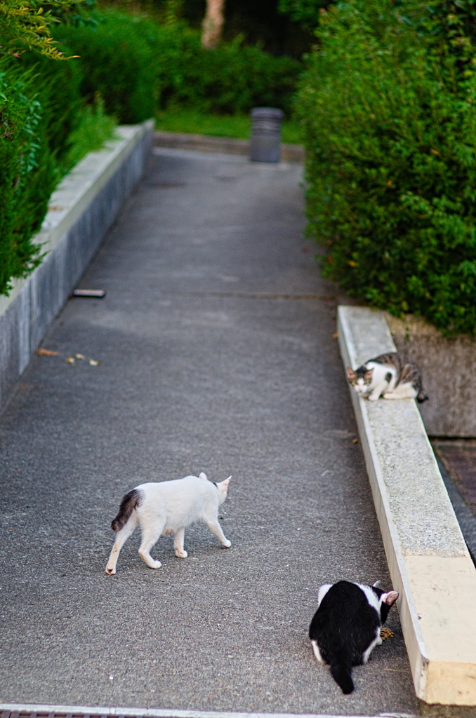 吾輩は猫である、ニャー # 856