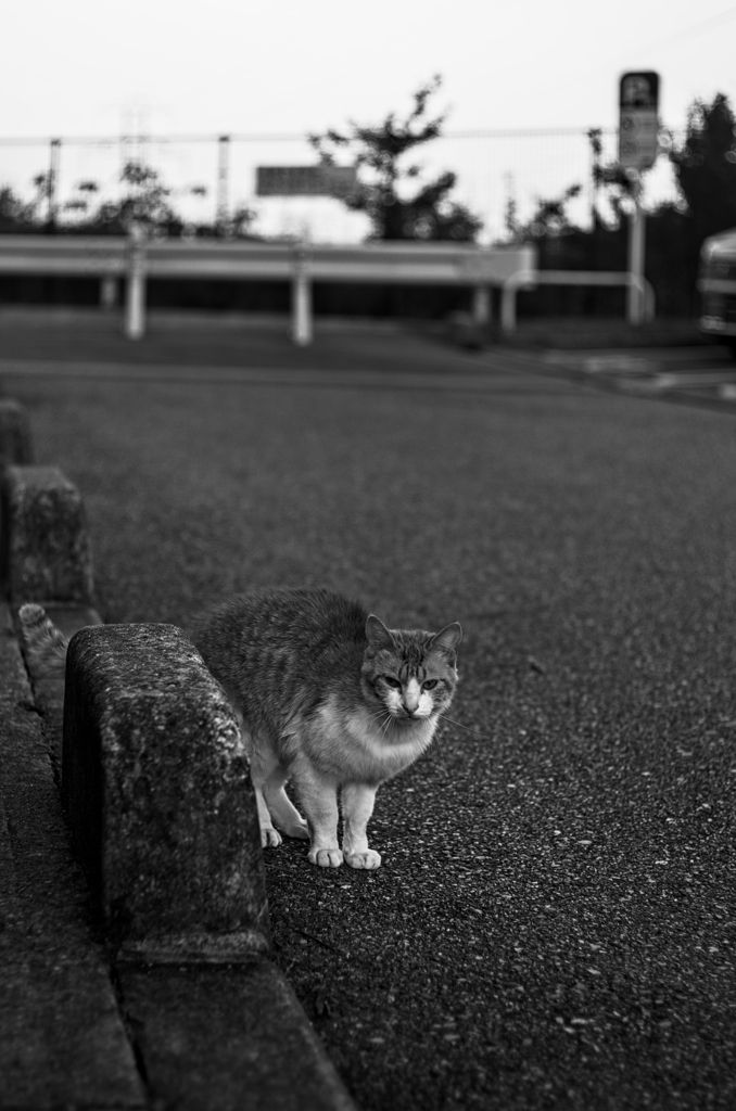 吾輩は猫である、ニャー # 1000