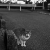 吾輩は猫である、ニャー # 1000