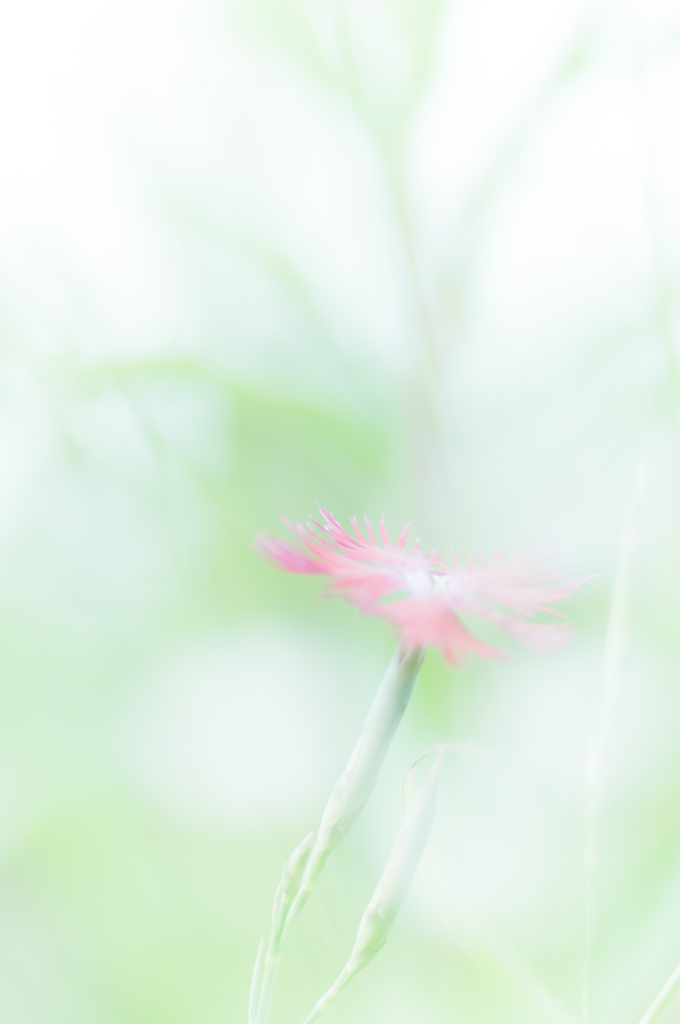 カワラナデシコ