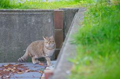 吾輩は猫である、ニャー # 718