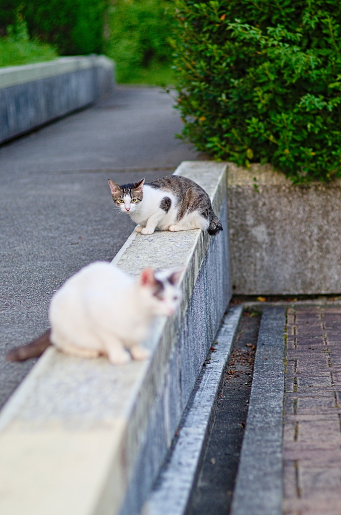 吾輩は猫である、ニャー # 857