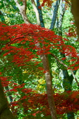 紅葉三昧 '2019