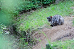 吾輩は猫である、ニャー # 804