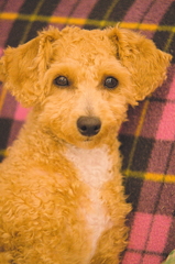 my pretty dog Ⅱ # 186