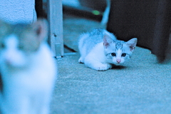 吾輩は猫である、ニャー # 579