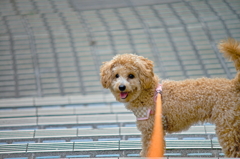 my pretty dog Ⅱ # 118