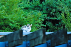 吾輩は猫である、ニャー # 593