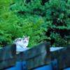 吾輩は猫である、ニャー # 593