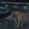 吾輩は猫である、ニャー # 1067