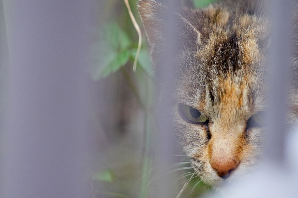 吾輩は猫である、ニャー # 302