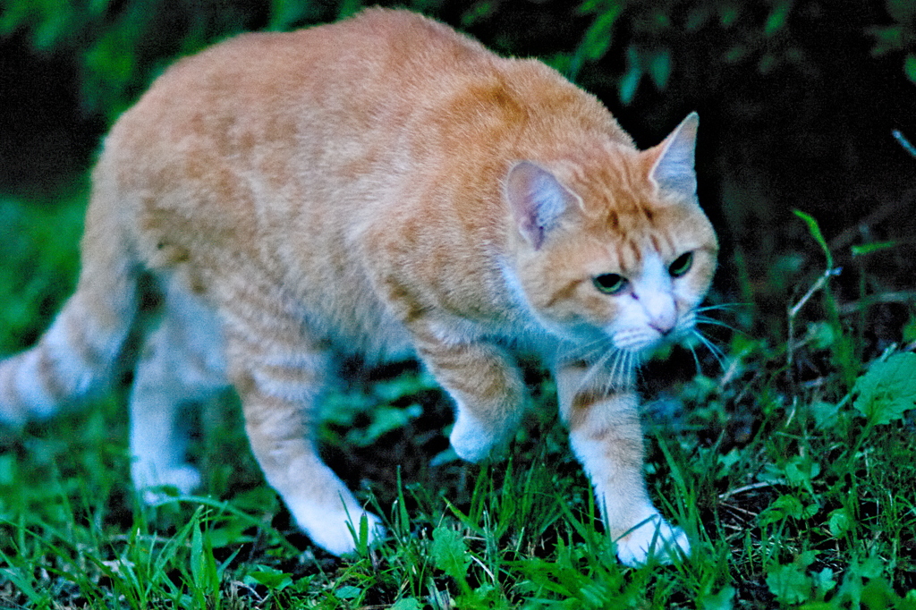 吾輩は猫である、ニャー # 670