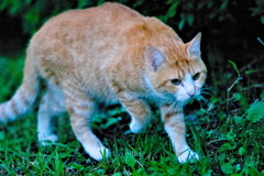 吾輩は猫である、ニャー # 670 吾輩は猫である、ニャー # 670