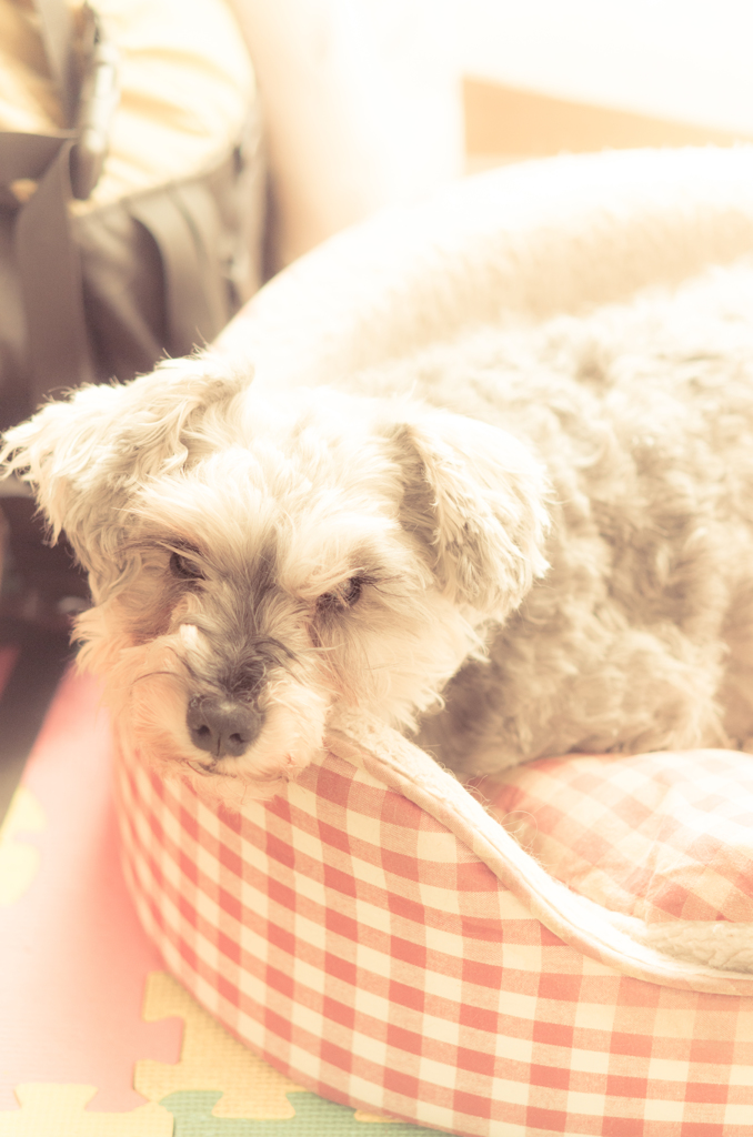 my pretty dog # 141