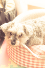 my pretty dog # 141
