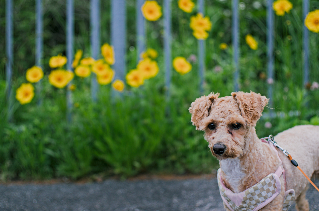 my pretty dog Ⅱ # 311