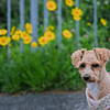 my pretty dog Ⅱ # 311