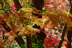 紅葉三昧 '2019