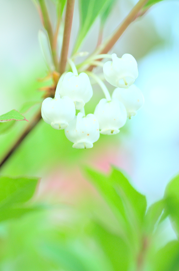 ドウダンツツジ