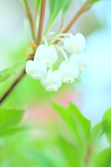 ドウダンツツジ