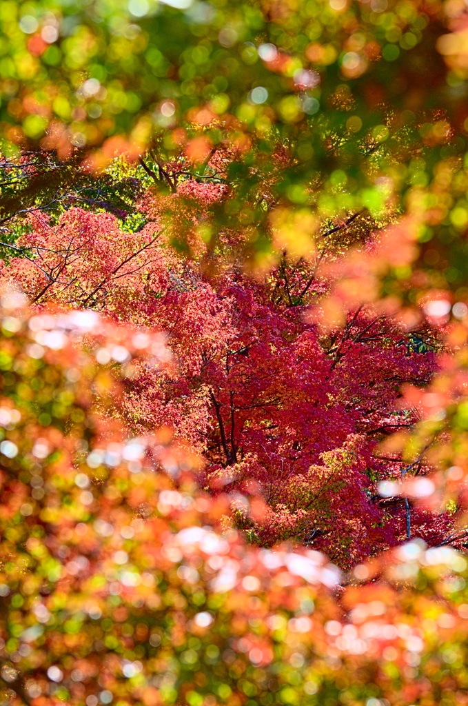 紅葉三昧 '2019