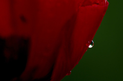 雨上がりの草花