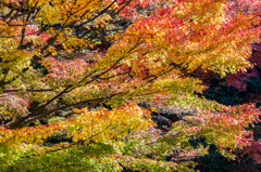 グラデーションな紅葉