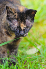 吾輩は猫である、ニャー # 376