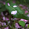 桜散る