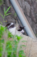 吾輩は猫である、ニャー # 802