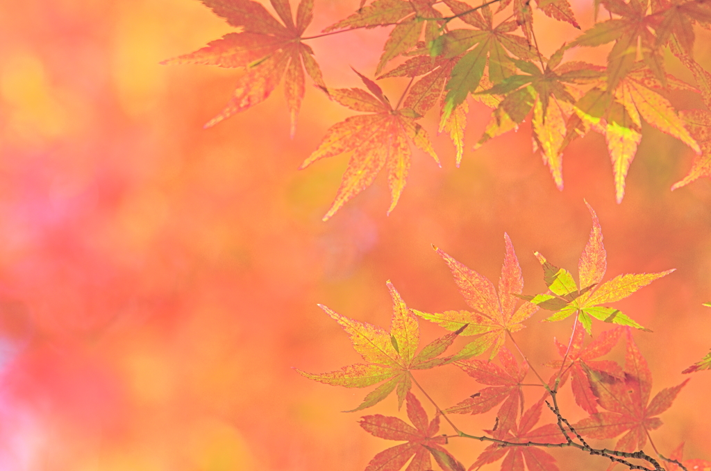 紅葉三昧 '2019