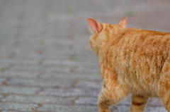吾輩は猫である、ニャー # 704