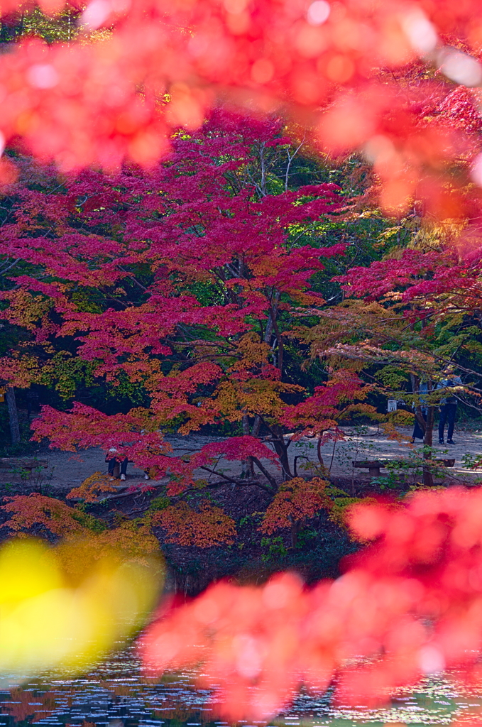 紅葉三昧 '2019
