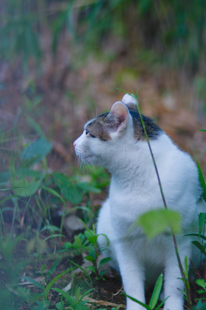 吾輩は猫である、ニャー # 666