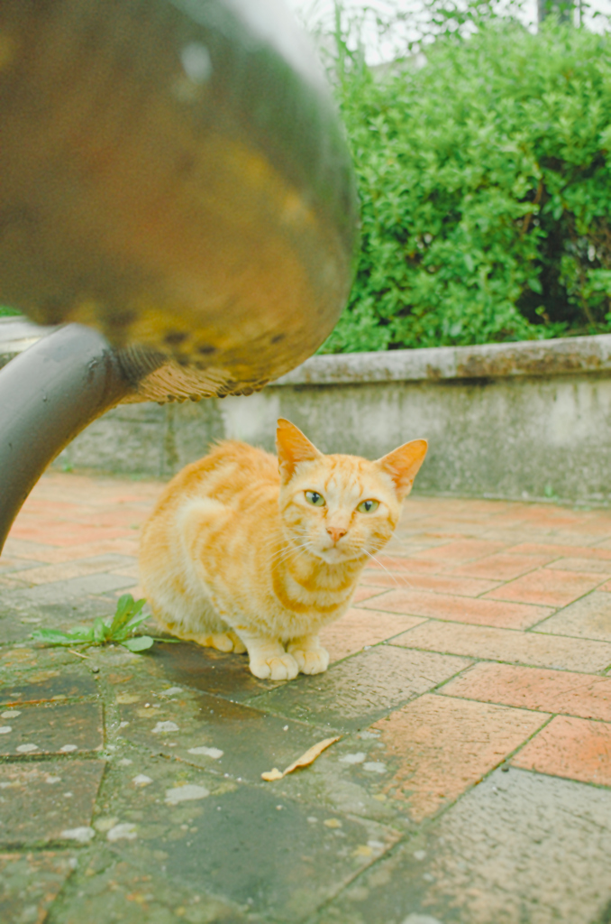 吾輩は猫である、ニャー # 1124